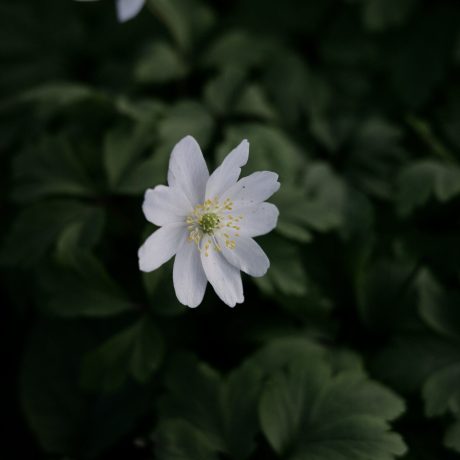 simon-basler-xO_5EiY-8EA-unsplash