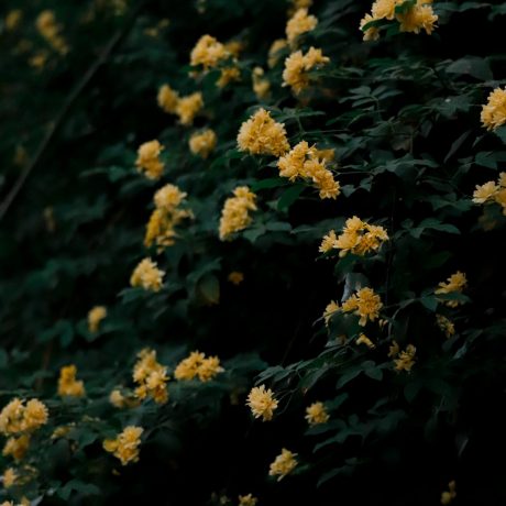 sina-bahar-yRAxzaw0rNY-unsplash